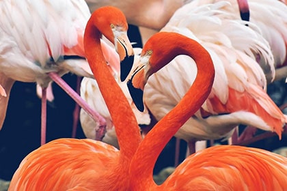 אינטליגנציה רגשית מתחלקת לשתי אינטליגנציות